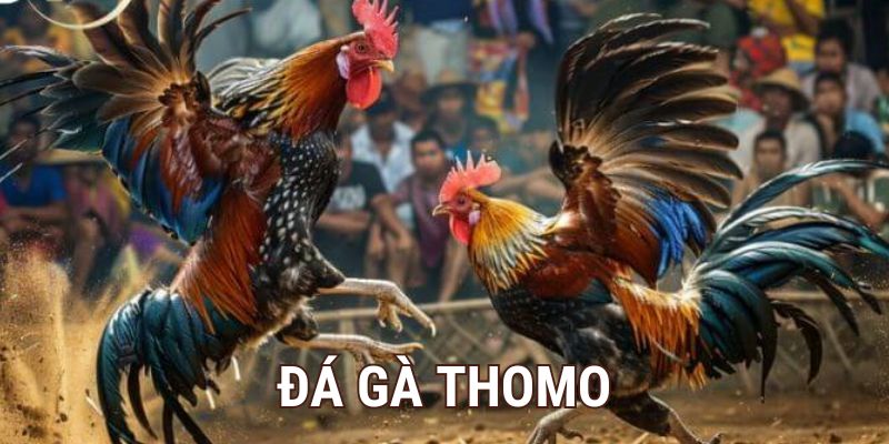 Đá Gà Thomo